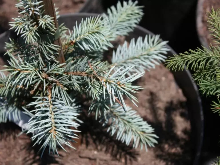 Picea pungens 'Omega' - Blågran