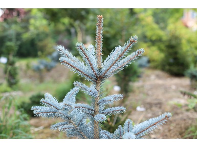 Picea pungens 'Omega' - Blågran
