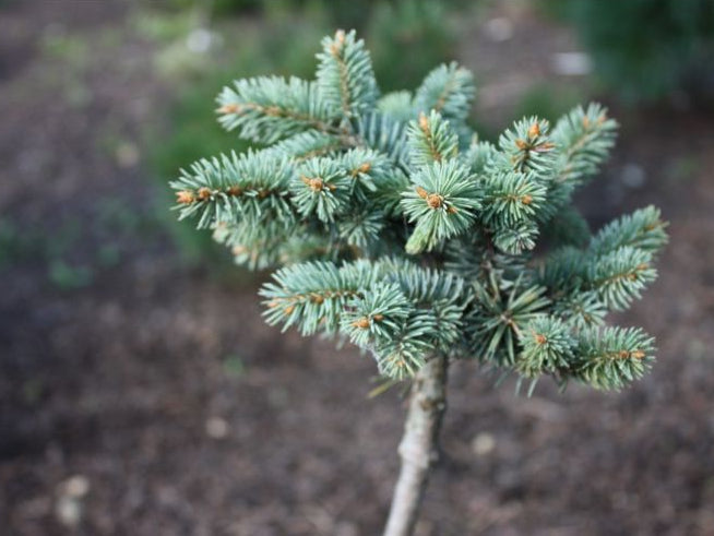 Picea pungens 'Glauca Globosa' Pa 60 - Dwarf blue spruce (silver) 