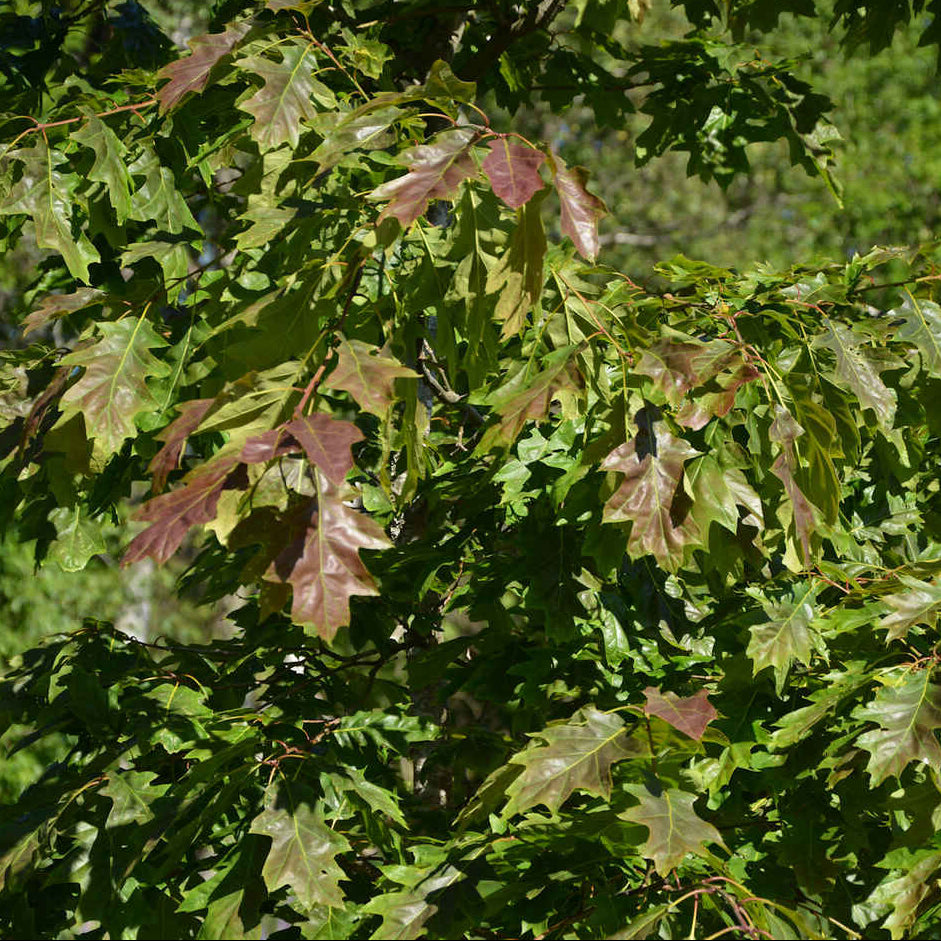 Quercus rubra - Punatammi