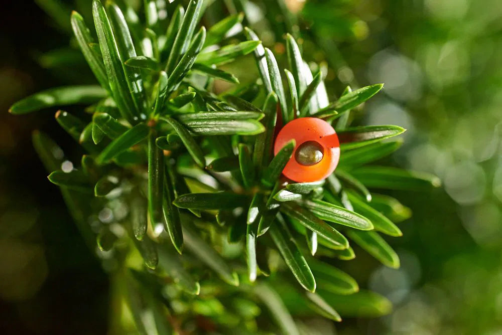 Taxus baccata ’Fastigiata Robusta’ - Pelaridegran