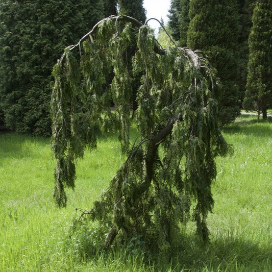 Thuja occidentalis 'Pendula' - Riippatuija