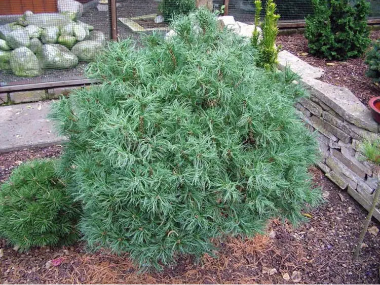 Pinus strobus 'Green Twist' - Dvärgtall