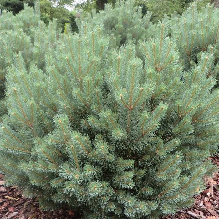 Pinus Sylvestris 'Watereri' - Dvärgfur