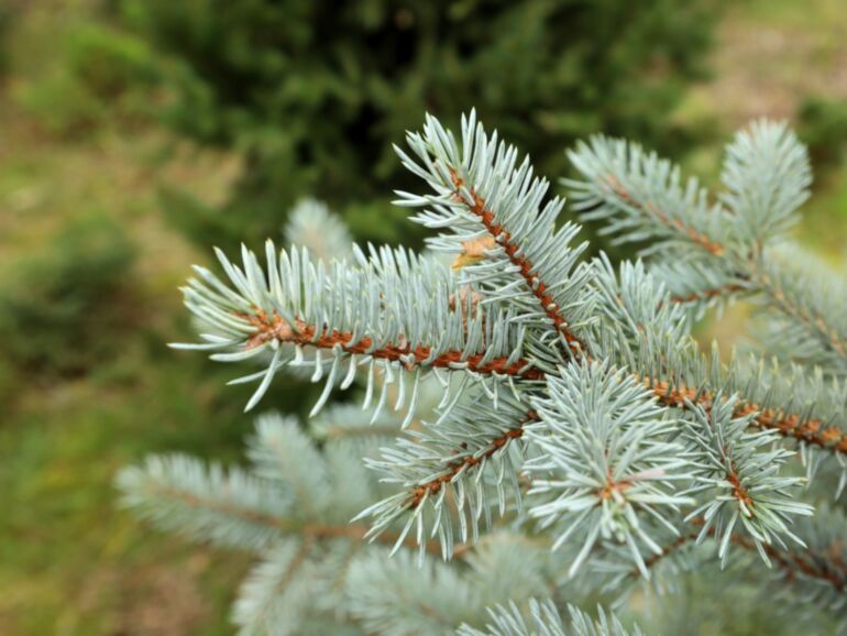 Picea pungens 'Omega' - Blågran