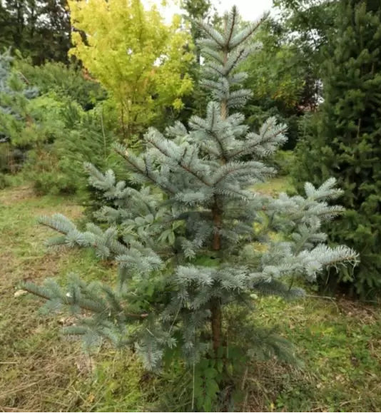 Picea pungens 'Omega' - Blågran