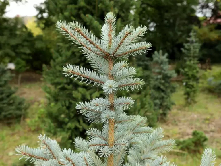 Picea pungens 'Omega' - Blågran